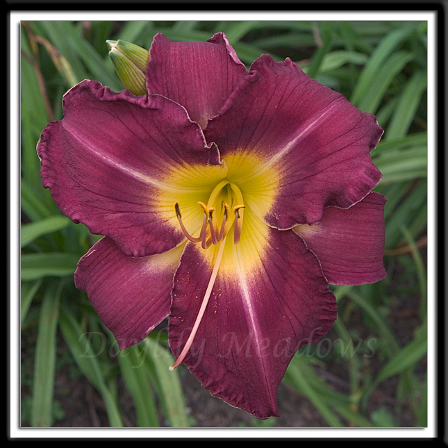 Daylily Gracious Prince Alternate Image